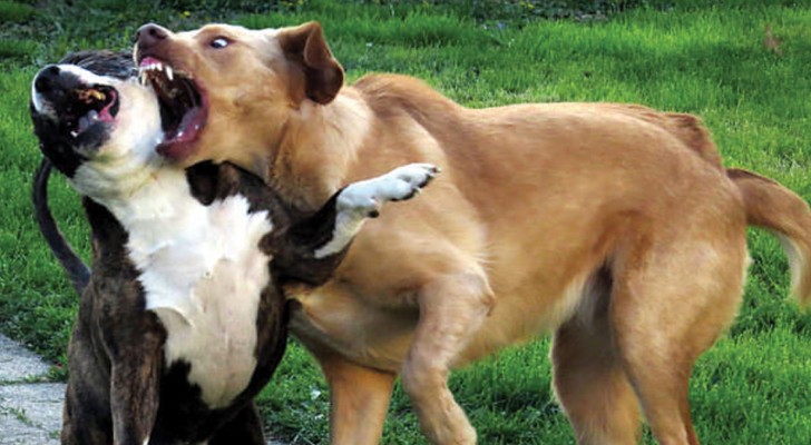 Una veterinaria ci illustra 6 metodi sicuri per fermare una lite tra cani
