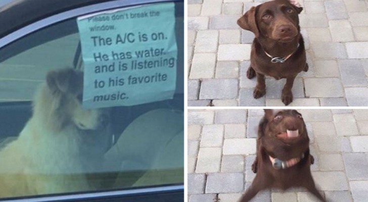 30 leuke tweets over honden die gewoon heel herkenbaar zijn