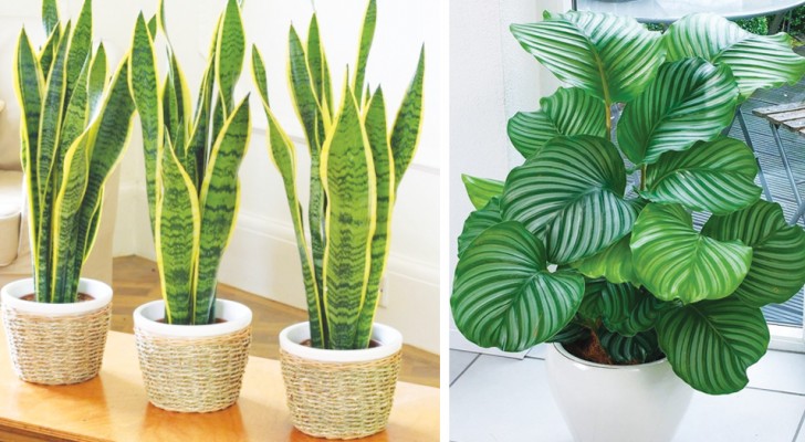 12 planten die ook in het donkerste hoekje van de kamer in huis kunnen overleven