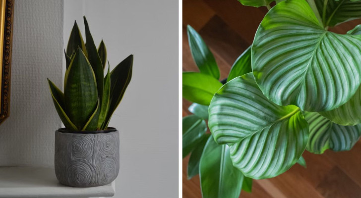 12 planten die ook in het donkerste hoekje van de kamer in huis kunnen overleven