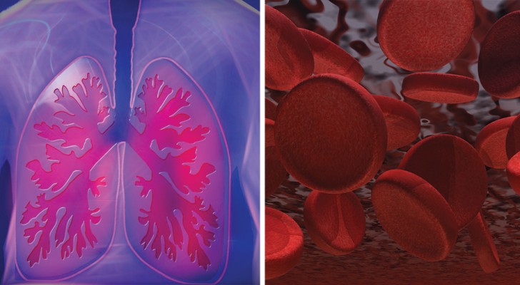 Découverte une fonction inattendue des poumons: une étude révèle qu'ils produisent des plaquettes sanguines