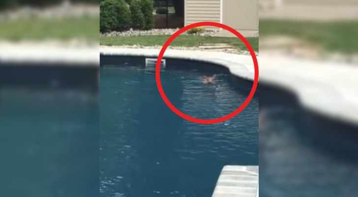 Han ser ett djur i poolen: när han inser att det inte är en hund bestämmer han sig för att filma alltihop