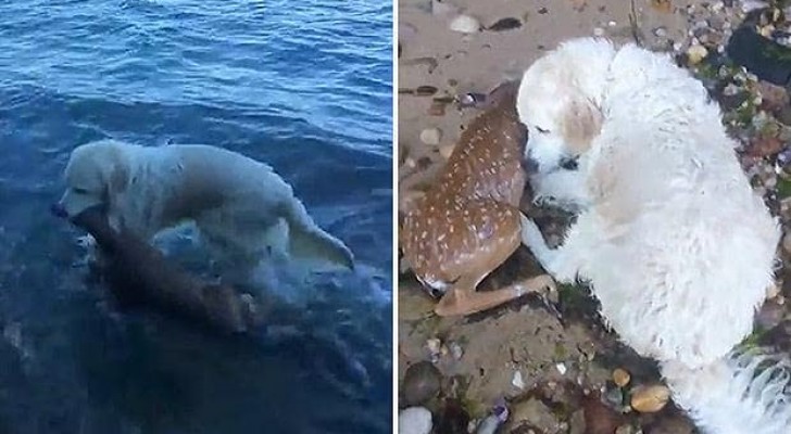 Il cane nota "qualcuno" muoversi in acqua... il suo intervento gli salva la vita!
