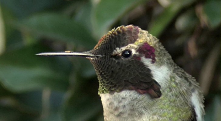 C'è un particolare della testa del colibrì che non conoscete: scopritelo con questo affascinante video
