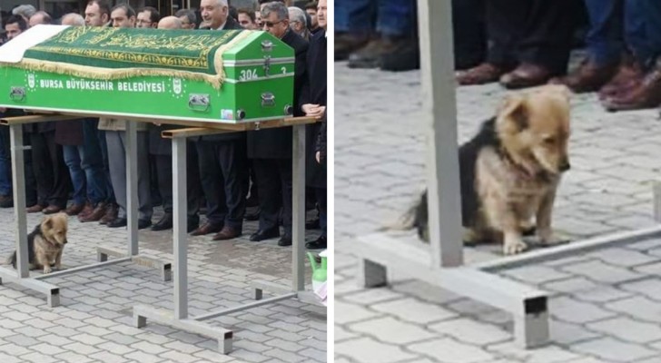 Deze hond legt zich niet neer bij de dood van zijn baasje: bij de begrafenis zagen ze hem staan bij de kist