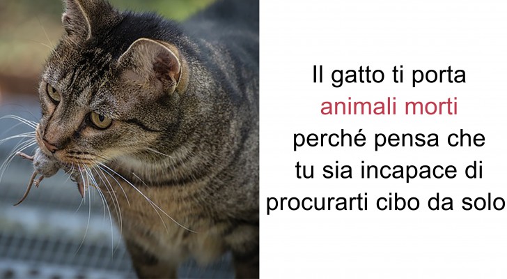 15 curiosités sur les chats que vous ignorez certainement