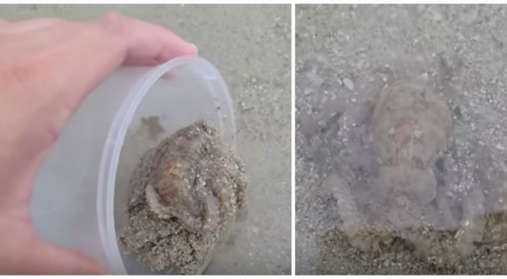 A beached octopus thanks its rescuer!