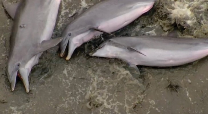 Estes golfinhos não estão mortos, estão só demonstrando a sua inteligência!