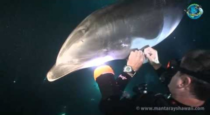 Ein Delfin ruft einen Taucher zur Hilfe