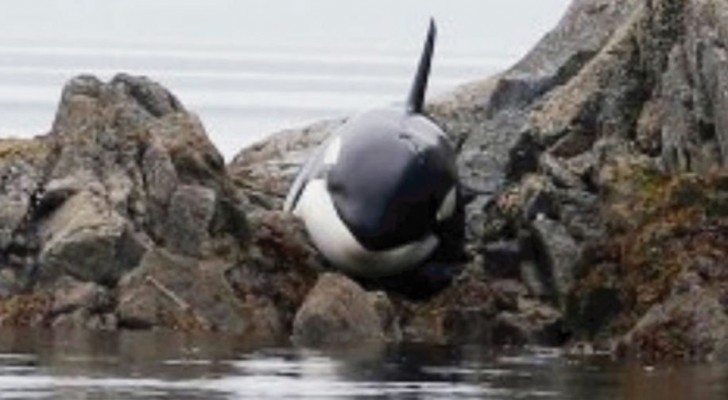 Questa orca era rimasta bloccata sugli scogli. Ciò che hanno fatto per salvarla è eroico