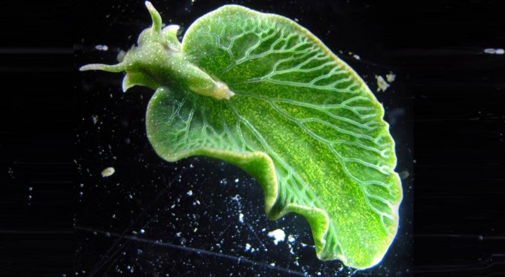 Ce n'est pas une feuille mais une limace, et c'est le seul animal au monde à produire de la chlorophylle