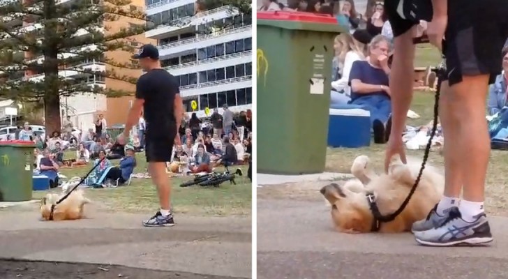 Esse cãozinho se finge de morto no parque: a sua estratégia é perfeita!