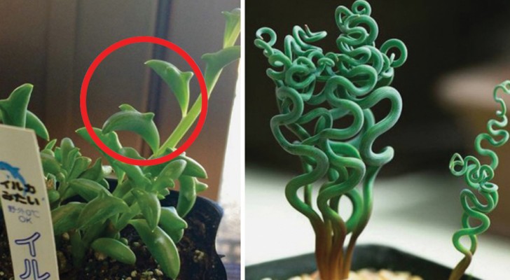 10 plantas de departamento curiosas y bellisimas que querran coleccionar de inmediato