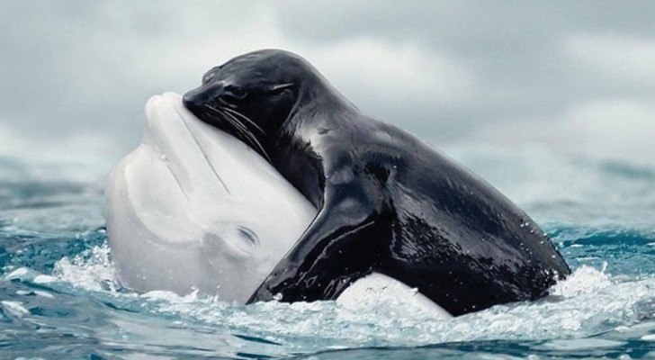18 photos qui captent l'essence de la vie marine comme vous ne l'aviez jamais vue auparavant