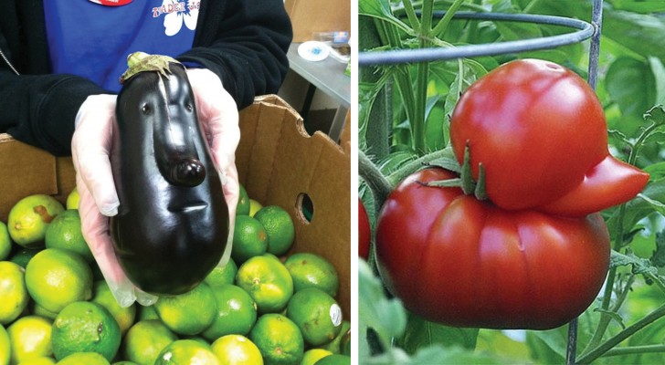 18 verduras muito estranhas que parecem outra coisa...