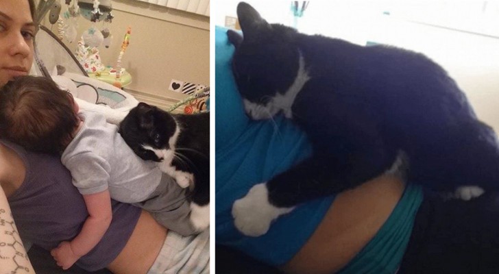 Questo gatto ha iniziato a proteggere e abbracciare il suo umano... ancora prima che nascesse!