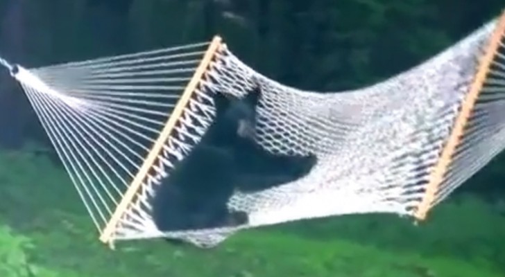 Le telecamere riprendono una scena incredibile: il cucciolo di orso IMPAZZISCE per l'amaca