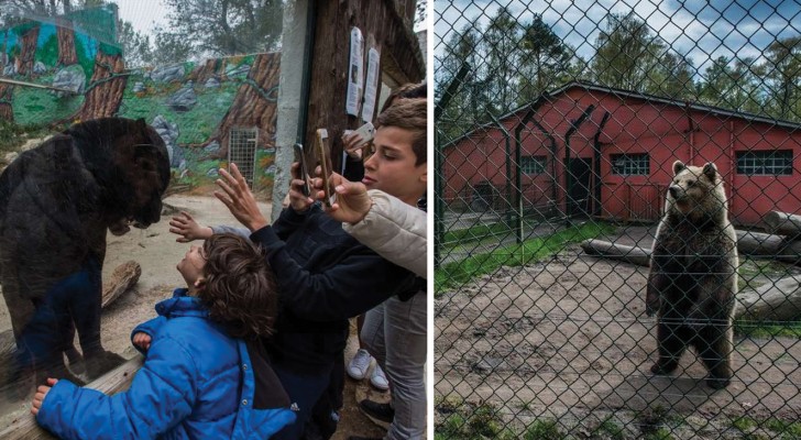Queste toccanti immagini mostrano cosa vuol dire per un animale vivere in uno zoo