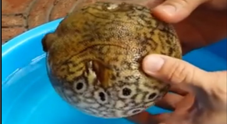 How puffer fish protects itself