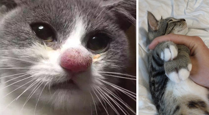 17 foto's van katten die de strijd tegen de bijen hebben verloren