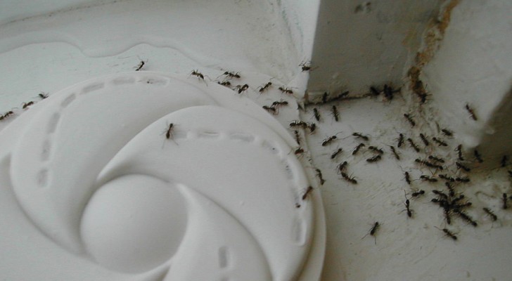 Bli av med myror hemma med detta enkla knep