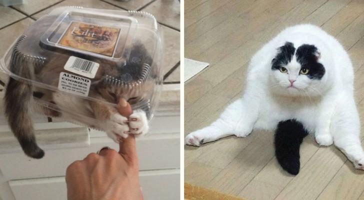 21 foto's van katten waar je gewoon wel om moet lachen