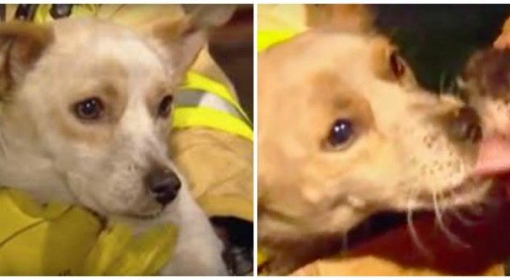 Toda a família tinha sido salva, menos um dos cães: depois os bombeiros descobrem porque ele tinha ficado ali!