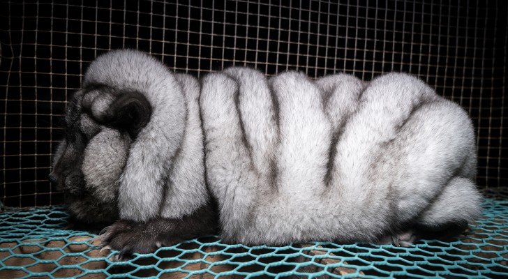 Volpi geneticamente modificate: svelata un'orribile verità dietro il mercato delle pellicce
