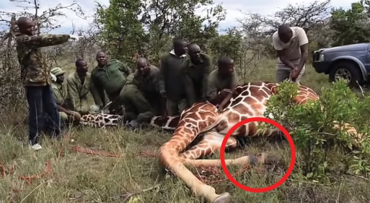 La girafe a un morceau de métal autour de la jambe: les opérateurs interviennent en évitant ses coups de patte.