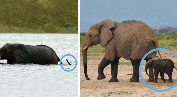 Voici des adorables éléphanteaux qui vont vous mettre de bonne humeur en 1 seconde!
