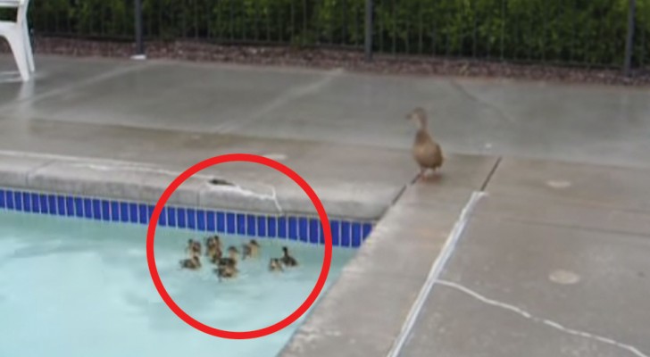 An ingenious swimming pool duckling save! 