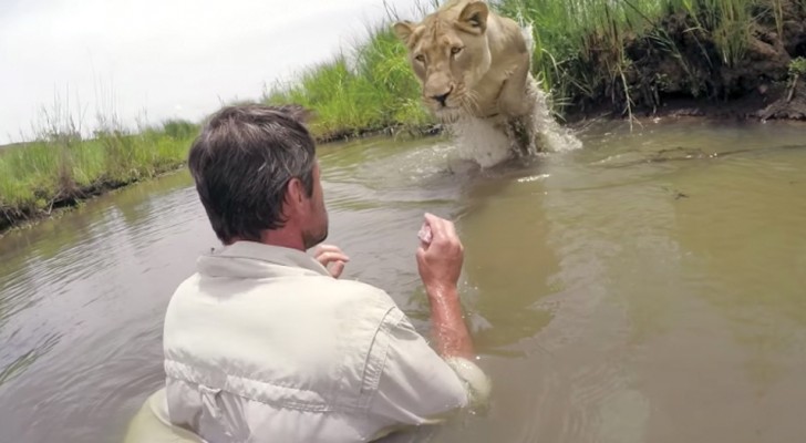 7 ans après avoir sauvé une lionne il la retrouve dans les eaux d'une rivière: les retrouvailles sont à couper le souffle.