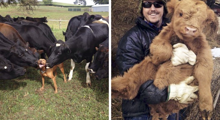 Queste adorabili fotografie di mucche vi faranno venire voglia di adottarne una