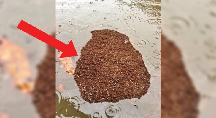 Uno sciame di formiche di fuoco galleggia nell'acqua: la loro prossima tana desta preoccupazione