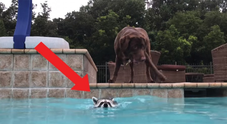 Un orsetto lavatore si lancia in piscina: ciò che fa il cane subito dopo è dolcissimo