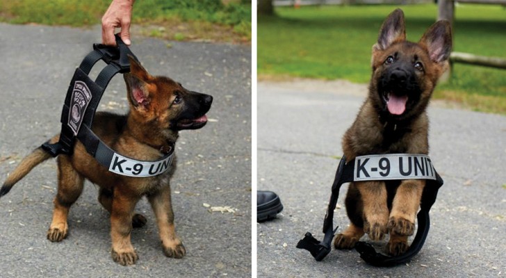 20 pups in dienst op hun eerste werkdag: je wordt direct verliefd!