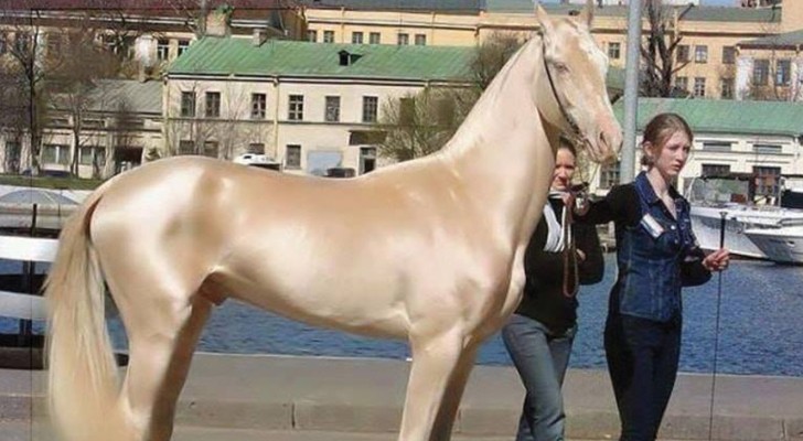 Viene considerato il cavallo più bello al mondo: ecco il segreto del suo mantello d'argento