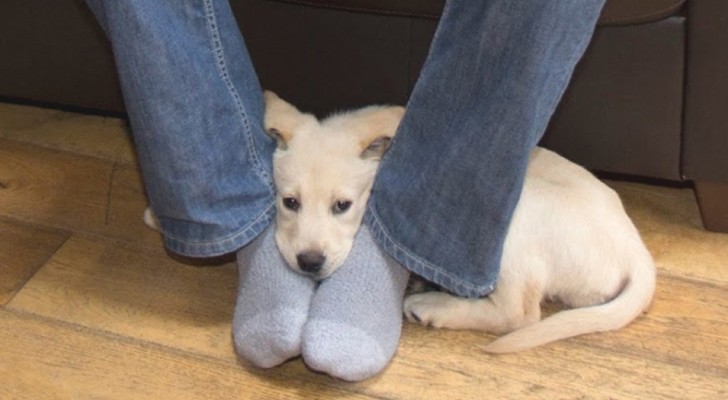 Sbadiglia, ci fissa, si appoggia sui nostri piedi: 8 modi in cui il cane ci sta comunicando qualcosa