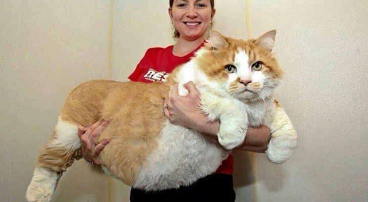 15 gigantic cats that it is almost impossible not to fall in love with