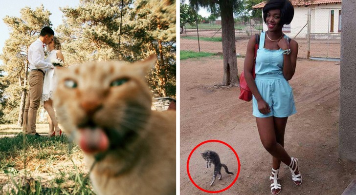 27 foto che l'intrusione dei gatti ha reso bellissime