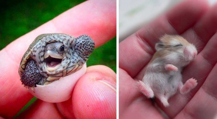 15 animali appena nati che non dovrebbero avere il permesso di essere così carini