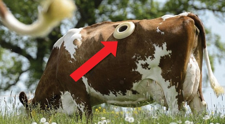 Fistulization --- a controversial procedure that is practiced on cows ...