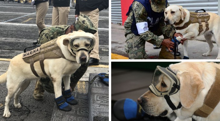 Ecco il cane eroe che ha già salvato 52 persone scavando tra le macerie in Messico
