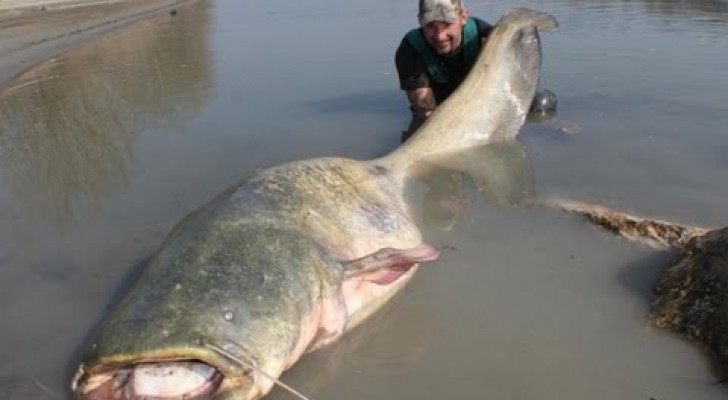Pesca um peixe gigante de 100 kg