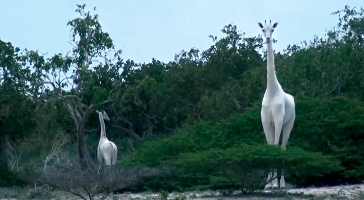 Filmate in Kenya due rarissime giraffe bianche... Un vero spettacolo della natura!