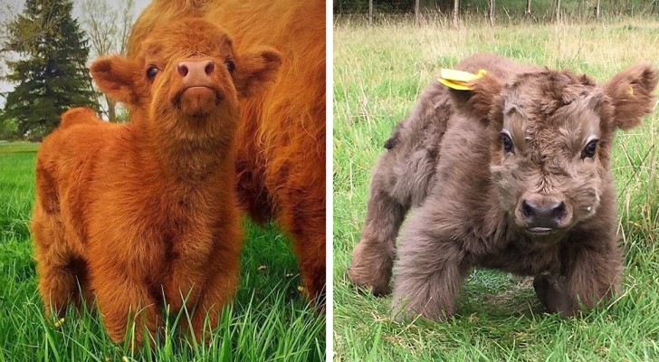 Hier das Highland- Rind: Die schottische Rinderart