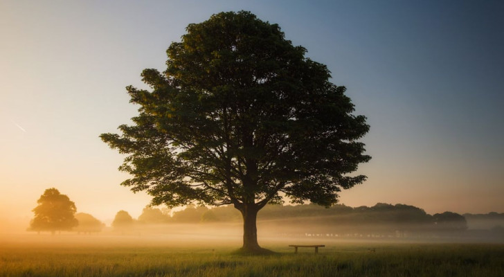 Ad aprire il test dell'albero è la foto di un grosso albero nella nebbia
