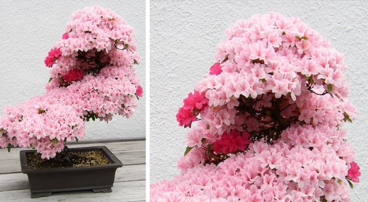 27 immagini di bonsai fra i più belli mai visti