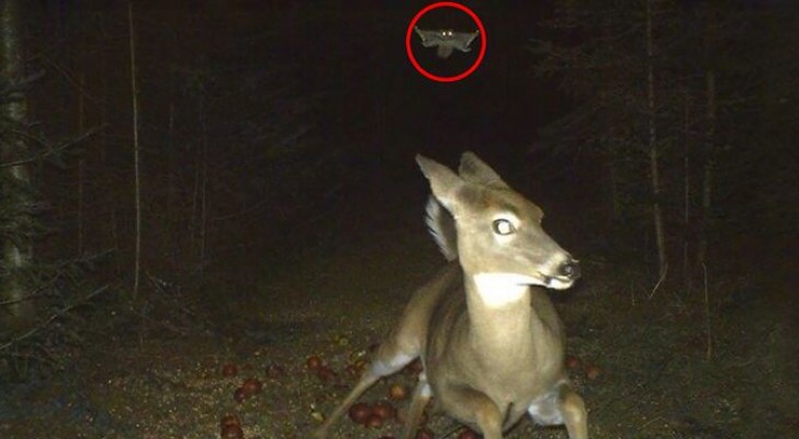 Hidden cameras captured 18 images that reveal what animals do when "No One" is watching them!