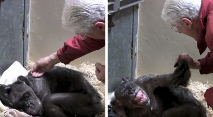 A macaca velhinha recebe a última visita do seu amigo: o encontro é emocionante!